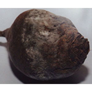 The most common beet diseases: a description of the symptoms and effective treatment