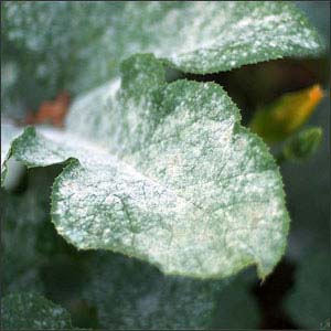 The most common beet diseases: a description of the symptoms and effective treatment