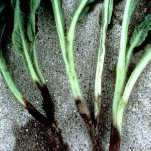 The most common beet diseases: a description of the symptoms and effective treatment