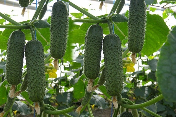 How to properly grow a cucumber Artist: care rules for getting a bountiful harvest
