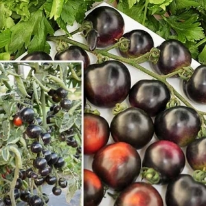 Surprise guests and neighbors with unusual tomatoes - tomato Black bunch F1