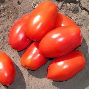 Legendary hybrid - tomato Inkas: why is it so loved in different countries, and how you will like it
