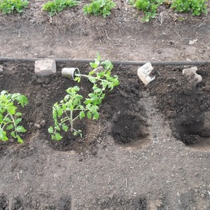 Legendary hybrid - tomato Inkas: why is it so loved in different countries, and how you will like it