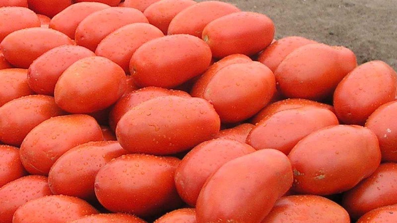 Legendary hybrid - tomato Inkas: why is it so loved in different countries, and how you will like it