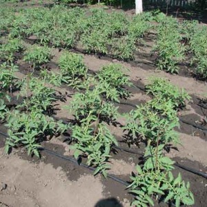 Legendary hybrid - tomato Inkas: why is it so loved in different countries, and how you will like it