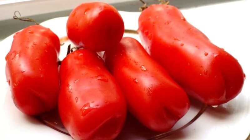 Auria tomato variety from Novosibirsk breeders, famous for its high yield and excellent fruit taste
