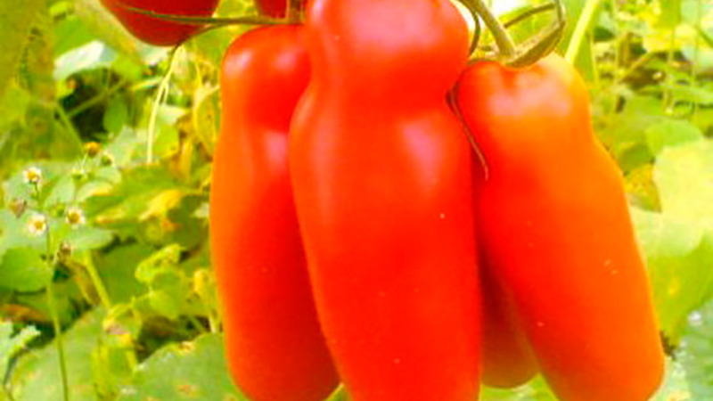 Auria tomato variety from Novosibirsk breeders, famous for its high yield and excellent fruit taste