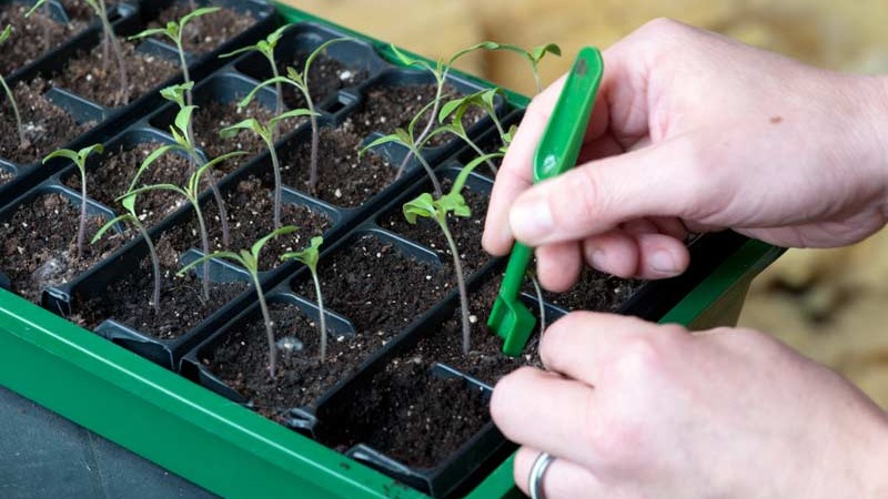 Auria tomato variety from Novosibirsk breeders, famous for its high yield and excellent fruit taste