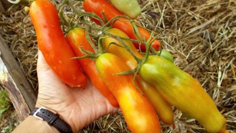 Auria tomato variety from Novosibirsk breeders, famous for its high yield and excellent fruit taste