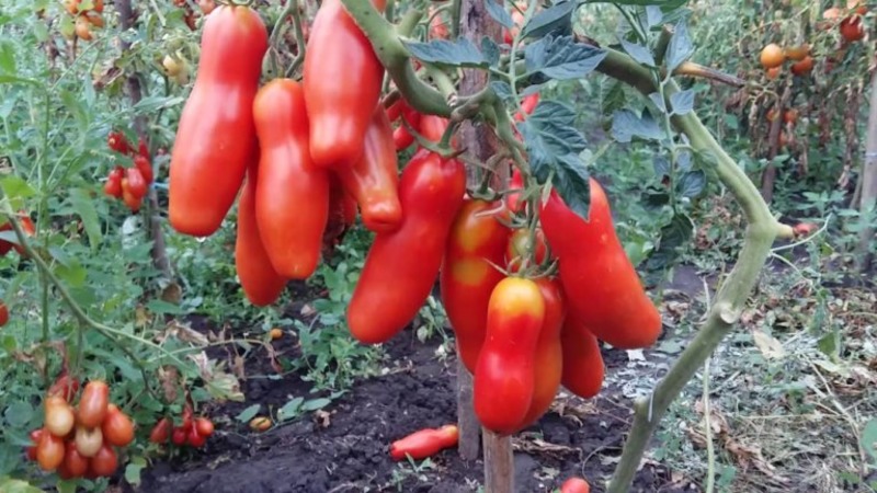 Auria tomato variety from Novosibirsk breeders, famous for its high yield and excellent fruit taste
