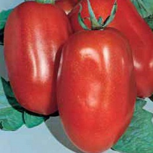 The Diabolic tomato developed by Japanese breeders: what is good and why did domestic farmers love it