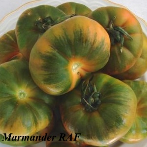 The miracle of Dutch selection is the Marmande tomato: what is good and how to grow it on your site