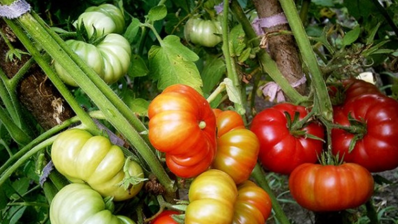 The miracle of Dutch selection is the Marmande tomato: what is good and how to grow it on your site