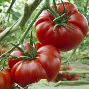 The miracle of Dutch selection is the Marmande tomato: what is good and how to grow it on your site