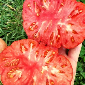The miracle of Dutch selection is the Marmande tomato: what is good and how to grow it on your site