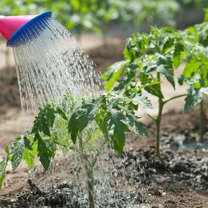 A young variety that is gaining popularity among summer residents is the Legenda Tarasenko tomato, ideal for growing in the open field