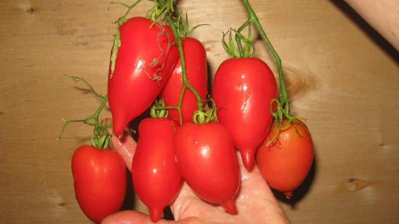 A young variety that is gaining popularity among summer residents is the Legenda Tarasenko tomato, ideal for growing in the open field