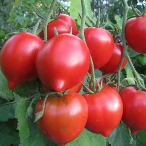 A young variety that is gaining popularity among summer residents is the Legenda Tarasenko tomato, ideal for growing in the open field