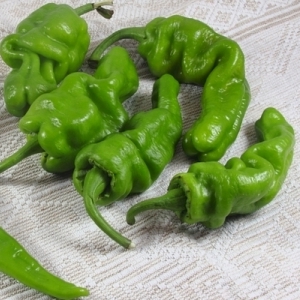 What is Dungan pepper and how can it be used