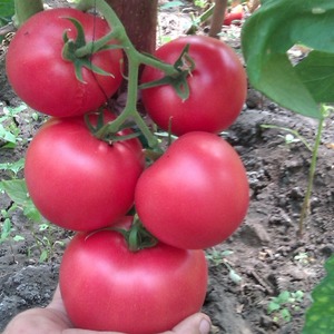 The advantages and disadvantages of Torbay tomato: why it is worth trying to grow it