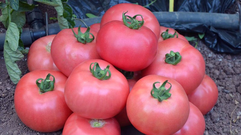 The advantages and disadvantages of Torbay tomato: why it is worth trying to grow it