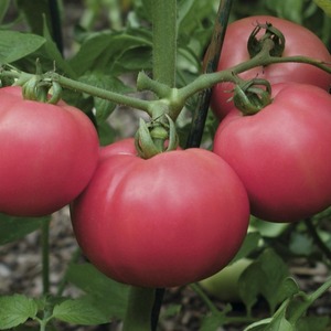 The advantages and disadvantages of Torbay tomato: why it is worth trying to grow it