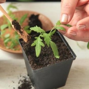 The advantages and disadvantages of Torbay tomato: why it is worth trying to grow it