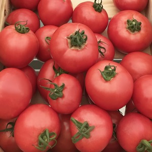 The advantages and disadvantages of Torbay tomato: why it is worth trying to grow it