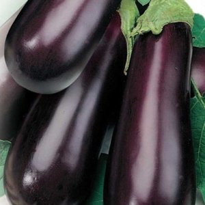 A relatively new, but managed to fall in love with summer residents variety of eggplant Almaz
