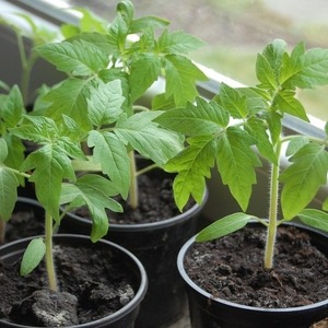 Mid-season variety with fruits, as in the picture - tomato Major and instructions for growing it in open and closed ground