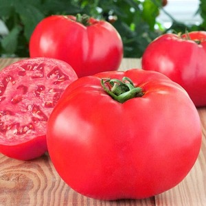 Mid-season variety with fruits, as in the picture - tomato Major and instructions for growing it in open and closed ground