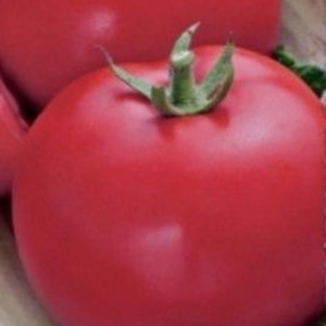 Mid-season variety with fruits, as in the picture - tomato Major and instructions for growing it in open and closed ground