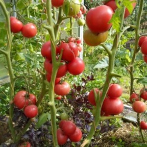 Mid-season variety with fruits, as in the picture - tomato Major and instructions for growing it in open and closed ground