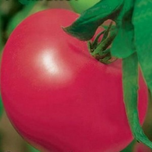Mid-season variety with fruits, as in the picture - tomato Major and instructions for growing it in open and closed ground