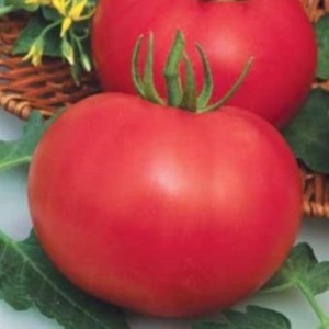 Mid-season variety with fruits, as in the picture - tomato Major and instructions for growing it in open and closed ground