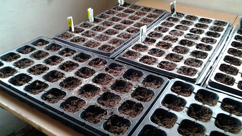 Unpretentious, versatile in use, early ripe tomato Druzhok f1: reviews and secrets of growing