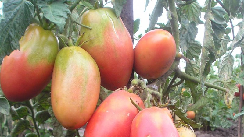 Juicy and incredibly tasty fruits straight from the garden - Solokha tomato and the secrets of proper care for it
