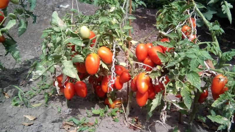Juicy and incredibly tasty fruits straight from the garden - Solokha tomato and the secrets of proper care for it