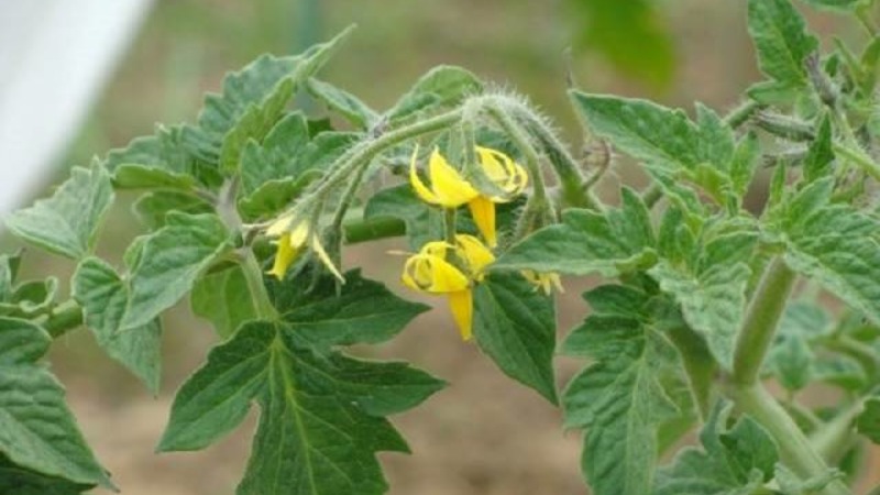 We grow a rich harvest of ultra-early Solerosso tomatoes and protect it from pests and diseases