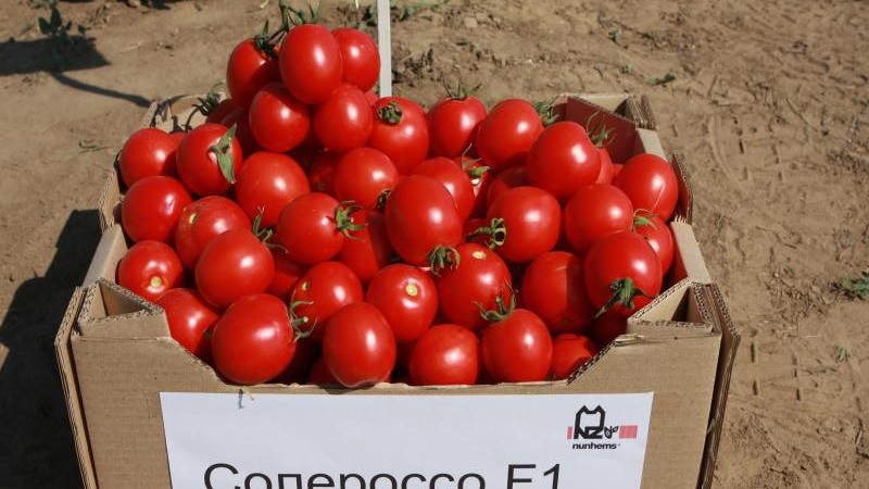 We grow a rich harvest of ultra-early Solerosso tomatoes and protect it from pests and diseases