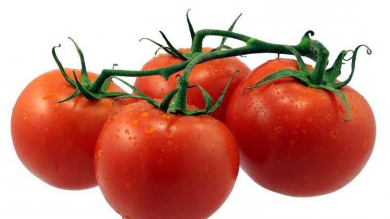 We grow a rich harvest of ultra-early Solerosso tomatoes and protect it from pests and diseases