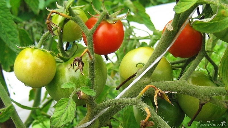 We grow a rich harvest of ultra-early Solerosso tomatoes and protect it from pests and diseases