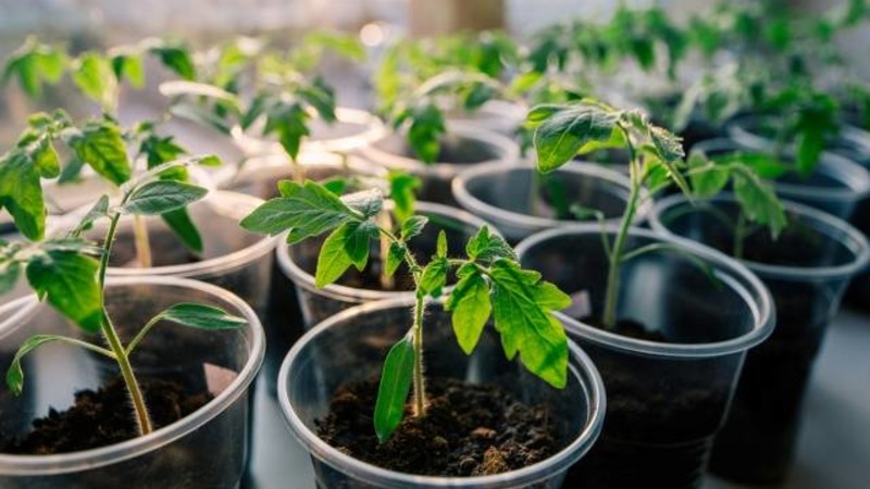 We grow a rich harvest of ultra-early Solerosso tomatoes and protect it from pests and diseases