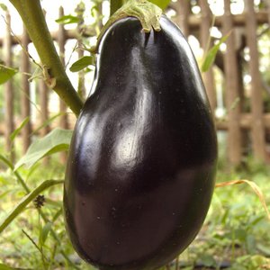 Early maturing and thermophilic eggplant Vera from domestic breeders