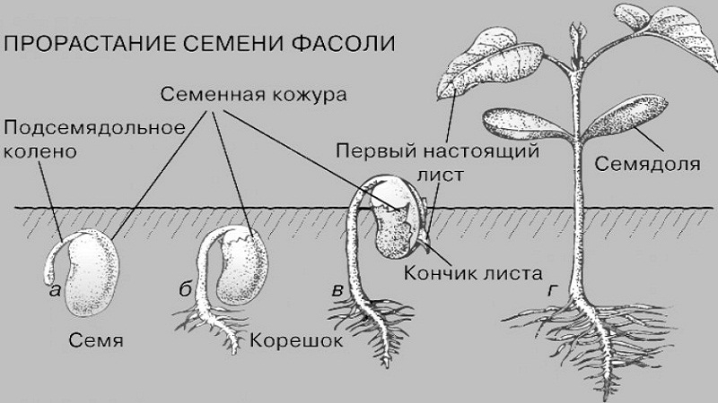 What and how are bean seeds formed?