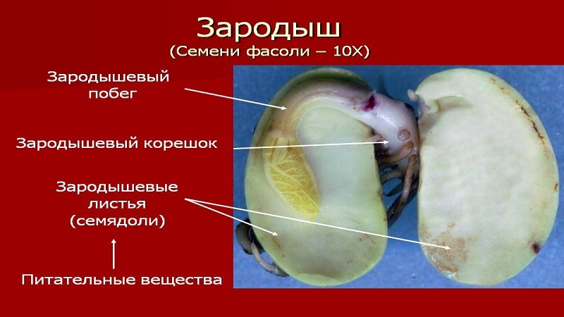What and how are bean seeds formed?