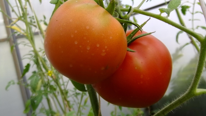 A variety with an attractive name and extraordinary taste - tomato Paradise delight: grown and tasted