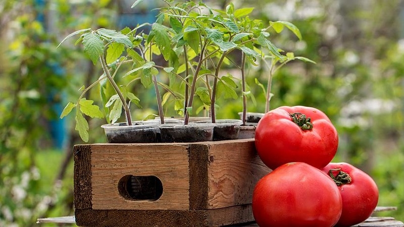 A variety with an attractive name and extraordinary taste - tomato Paradise delight: grown and tasted
