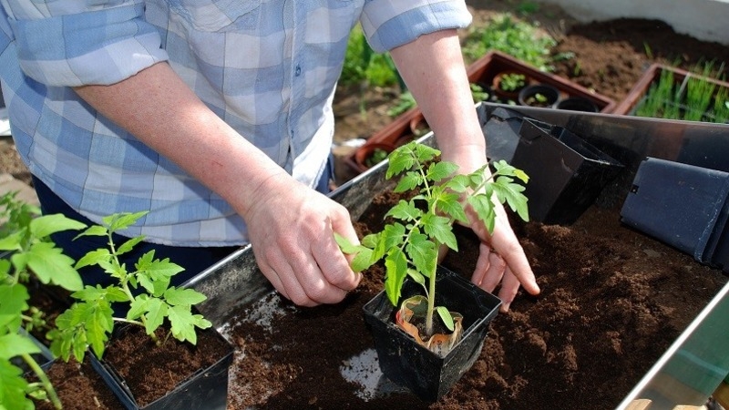 A variety with an attractive name and extraordinary taste - tomato Paradise delight: grown and tasted
