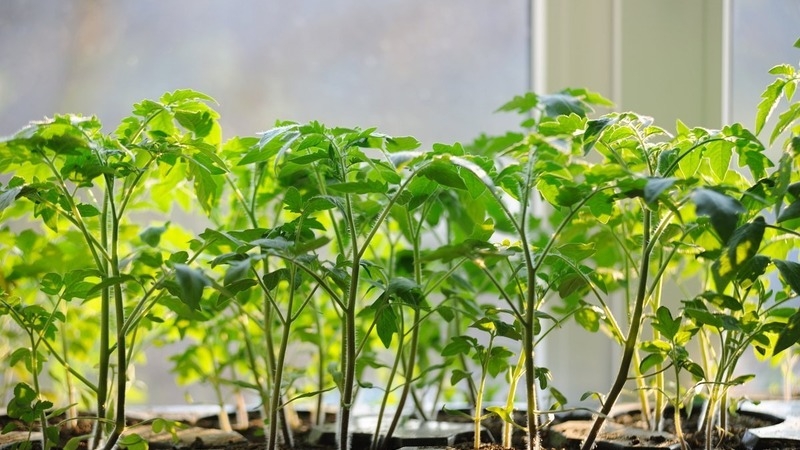 A variety with an attractive name and extraordinary taste - tomato Paradise delight: grown and tasted